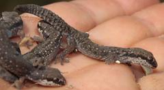 Pachydactylus geitje
