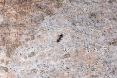 Camponotus bishamon