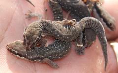 Pachydactylus geitje