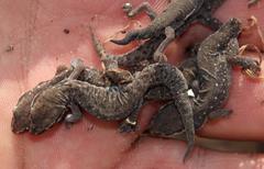 Pachydactylus geitje