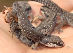 Pachydactylus geitje