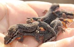 Pachydactylus geitje