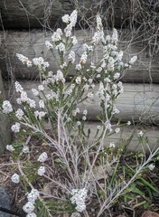 Thryptomene saxicola