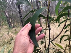 Acacia crassa