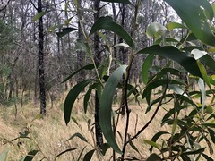 Acacia crassa