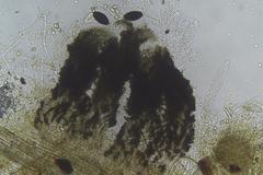 Podospora decipiens