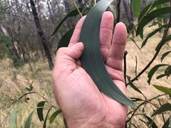 Acacia crassa