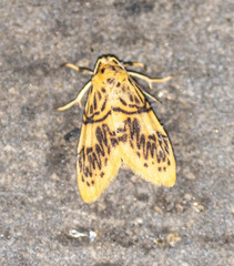 Ovipennis phaeodonta