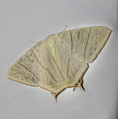 Ourapteryx sciticaudaria