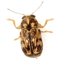 Pachybrachis brevicornis