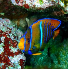 Holacanthus passer
