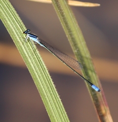 Aciagrion approximans