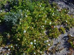 Mesembryanthemum canaliculatum