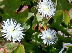 Mesembryanthemum canaliculatum