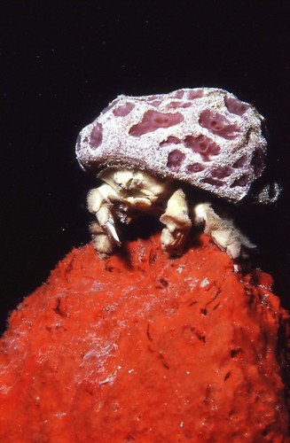 Fringed Sponge Crab