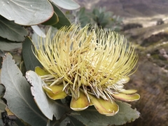 Protea nitida - Photo (c) Mashudu, alguns direitos reservados (CC BY-NC), uploaded by Mashudu