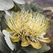 Protea nitida - Photo (c) mashudu, algunos derechos reservados (CC BY-NC), uploaded by mashudu