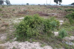 Asparagus rubicundus