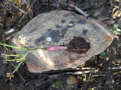 Oxalis livida livida