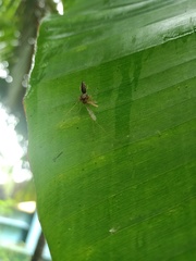 Diptera