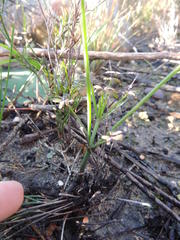 Oxalis livida livida