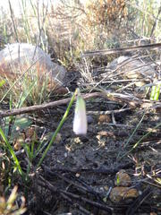 Oxalis livida livida