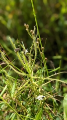Drosera finlaysoniana