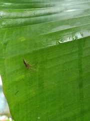 Diptera