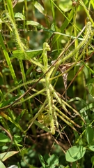Drosera finlaysoniana