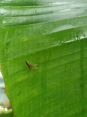 Diptera