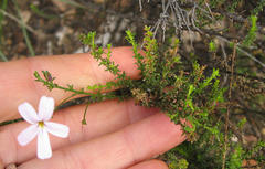 Jamesbrittenia aspalathoides