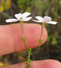 Jamesbrittenia aspalathoides