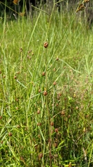 Xyris formosana