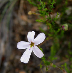 Jamesbrittenia aspalathoides