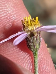 Erigeron breweri jacinteus
