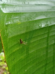 Diptera