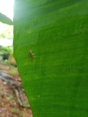 Diptera