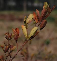 Searsia laevigata laevigata