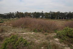 Searsia laevigata laevigata
