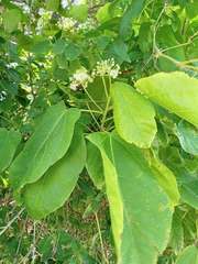 Carpodiptera africana
