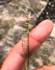 Aristida caput-medusae