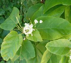 Carpodiptera africana