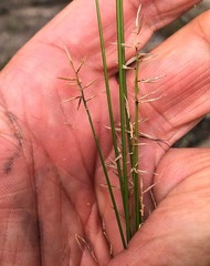 Aristida caput-medusae