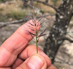 Aristida caput-medusae