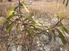 Acacia crassa