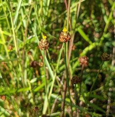 Xyris formosana