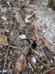 Prismognathus davidis cheni