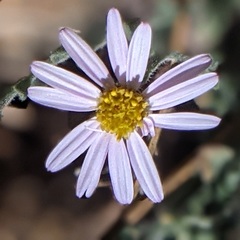Erigeron breweri jacinteus
