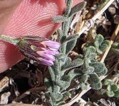 Erigeron breweri jacinteus