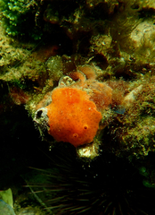 Discodoris paroa